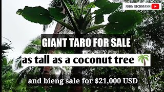 Giant Taro or Alocasia macrorrhizos  Badyang Badiang as tall as coconut tree FOR SALE [upl. by Drannek]