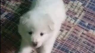 indian spitz dog rio mishraindian spitz puppy barkingindian [upl. by Arak858]