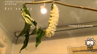 TAWARABAN ニワウルシ（シンジュ） の葉を食べるエリ蚕＿Eri silk worm eating leaves Ailanthus altissima [upl. by Anatolio311]