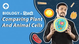 Comparing Plant and Animal Cells  Hindi  Biology [upl. by Ursi]