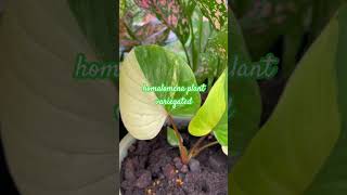 homalomena plant variegated plants indoorplants garden nature [upl. by Sayres181]