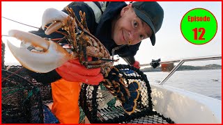 Another day another haul LOBSTER IN OCTOBER Hummerfiske 2024 in NORWAY [upl. by Kobylak]