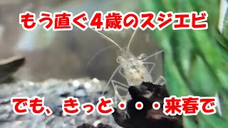 飼育から3年以上経ったスジエビ～春ころにお別れかな・・・ [upl. by Walston674]