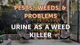 Urine As a Weed Killer [upl. by Waller]