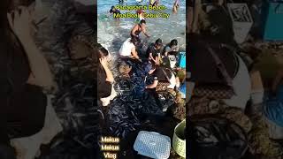 Dagsaan Ang Mga Isda Dito Sa Panagsama Beach MoalBoal Cebu City [upl. by Teplica]