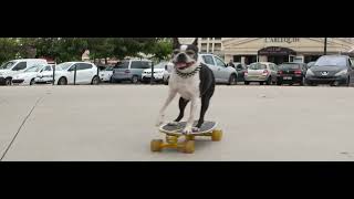 Skateboarding dogs Mia amp Guizmo [upl. by Laktasic473]