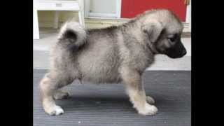 Norwegian Elkhound puppy [upl. by Sayles943]