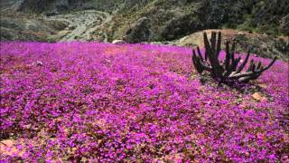 Deserto Florido [upl. by Airamak4]