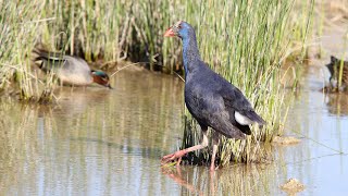 Purple Swamphen [upl. by Cramer]