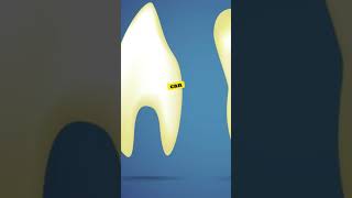 Experimental Drug to Regrow Human Teeth Enters Trials [upl. by Ayhdiv]