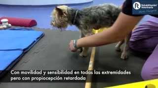 Rehabilitación Veterinaria Lesión medular cervical [upl. by Airdnas444]