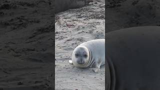 Seal pup traveling short version [upl. by Jacquelyn570]