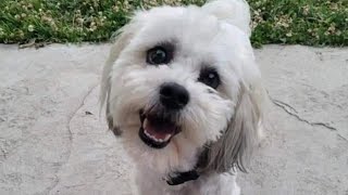 Old Blind Deaf Dog Shot Dead by Cop Thinking It Was Rabid [upl. by Eniahpets]