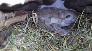 Lesser jerboa feeding her babies [upl. by Amesari]