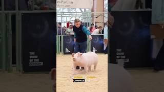 Pig Whacking WTF  Ozzy Man Quickies [upl. by Eerot864]