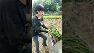 Amazing fact This is how farmers harvest rice 2 [upl. by Perkoff]