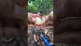 Cutting a nephelium lappaceum fruit 🍉🥑🥝🍠🔪 shorts fruit [upl. by Margo]