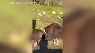 Muskox teaches calf how to headbutt at zoo [upl. by Dinnie348]