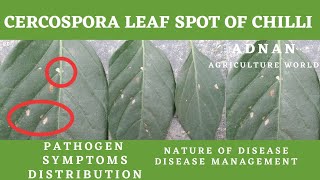 Cercospora Leaf Spot Of Chilli  Pathogen  Symptoms  Management  AGRICULTURE WORLD [upl. by Sucramraj48]