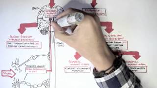 Neurology  Divisions of the Nervous System [upl. by Pierson596]