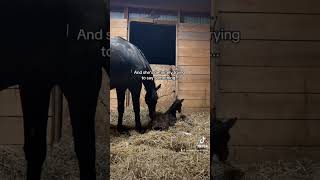 So did you get it right foal horse equestrian viral baby newborn babyhorse bodylanguage [upl. by Arvin]