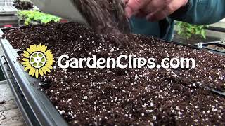 Starting Seeds Indoors  Part 1  When to start seeds for maximum growth and veggie yield [upl. by Licna350]