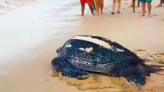 Huge Leatherback sea turtle returns to the ocean after laying 111 eggs [upl. by Ezra410]