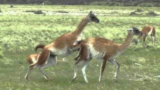 GUANACOS ENAMORADOS HACIENDO UN ACTO DE AMOR DELANTE NUESTRO [upl. by Akimahs]