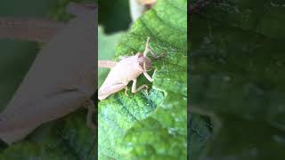 Close up video of an insect eating a leaf 🍀 insect insects eatingshow eatingsounds [upl. by Lazaro]