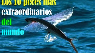 Los 10 peces mas extraordinarios del mundo [upl. by Aisirtap]