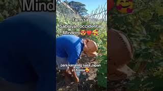 farm sa Sablayan occMindoro Para kanaring nasa japan at korea nga ka Farmer😱🥰 [upl. by Hctim204]