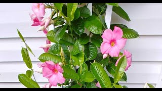 Tips For Growing Mandevilla Vine [upl. by Morel407]