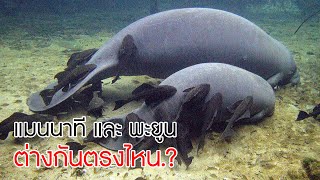 แมนนาที Manatee และ พะยูน Dugong ต่างกันตรงไหน [upl. by Farwell963]