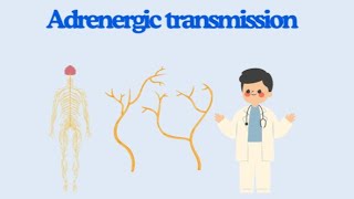 General physiology Adrenergic transmission ❤️ [upl. by Meade]