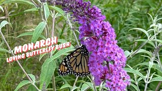 Butterfly Garden in Late July [upl. by Aynos]