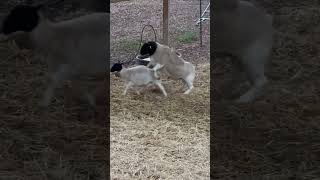 Lazy 5 Ranch Ram getting busy dorpersheep farming DoubleKDorpers [upl. by Alisan268]