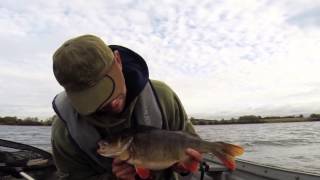 4 11 perch one of 5 four pound lure caught specimen [upl. by Novled]