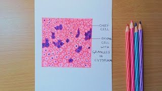 how to draw histological structure of parathyroid gland [upl. by Bakki]