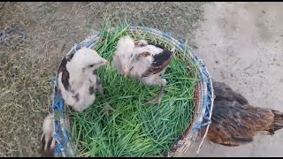 Growing Wheatgrass Without Soil The Easiest way to grow Wheatgrass [upl. by Garlinda]