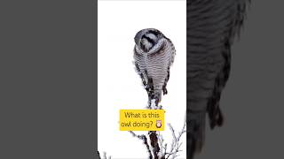 This hawk owl is spitting something [upl. by Eemla806]