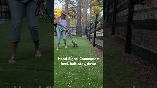 Obedience training commands with only using Hand Signals dogtraining obediencetraining [upl. by Selec319]