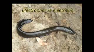 Electrophorus electricus  Electric eel in its natural habitat [upl. by The691]