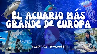 Un día en el OCEANOGRÁFIC Valencia  El ACUARIO más grande de EUROPA  Heymir Velasquez [upl. by Pippy626]