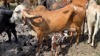 Vaca Gyr lechero recién parida mira belleza de ternero tuvo [upl. by Janella]