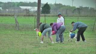 Lure Coursing Whippets Florence TX March 18 2012 [upl. by Lea]