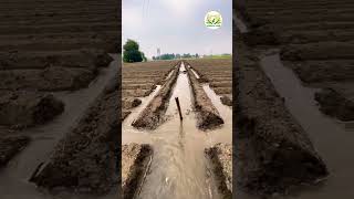 Ridge amp Furrow Method Of Irrigation MyChannelx7g SaarthiEducationSambhajinagar babyvideo [upl. by Htepsle]