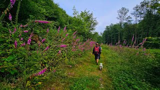 Balade à Le Mesnil Viroinval 8km [upl. by Eanehs]