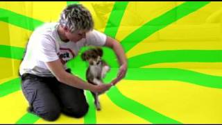 Tugs puppy tricks  dog training clicker training tricks [upl. by Hintze]