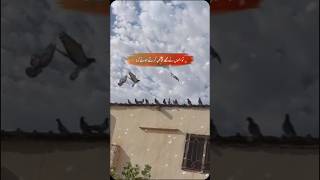 salam 🥀islamicvideo youtubeshorts ytshorts shortsfeed shortsislamicvideo [upl. by Avlis]