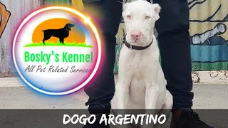 Dogo Argentino 35months Puppy  Cropped Dogo Argentino  Argentinian Mastiffs  Big White Dogs [upl. by Drewett]